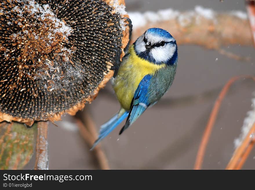 Blue Tit With Seeds In Bill