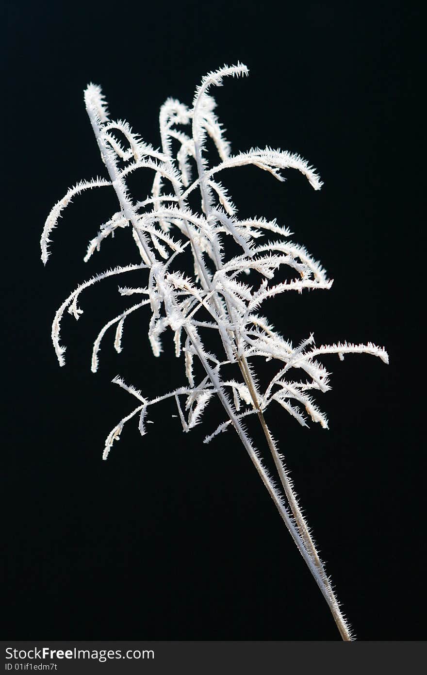 Hoarfrost on the grass stalk