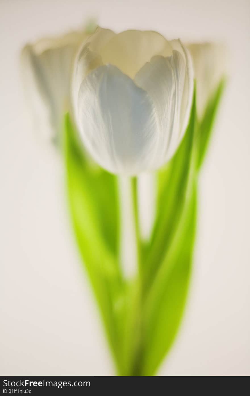 White tulips (Tulipa) on white background