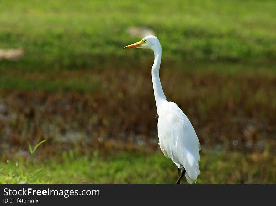 Great White Egret