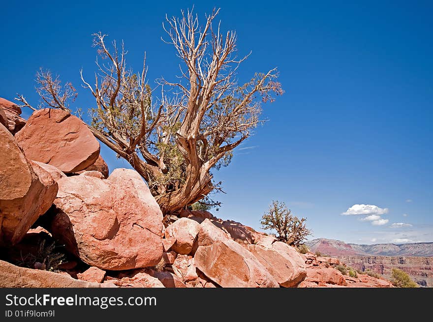 Two Trees In Line