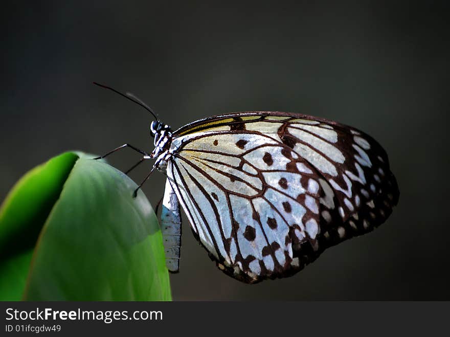 This butterfly climbs to the top of the plant. This butterfly climbs to the top of the plant.