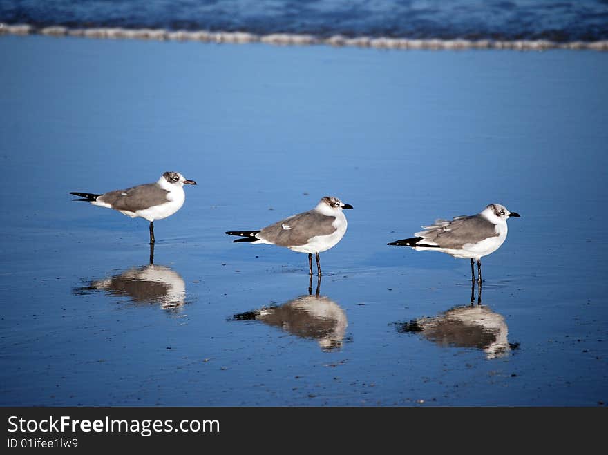 These gulls pose with their reflections in tact. These gulls pose with their reflections in tact.