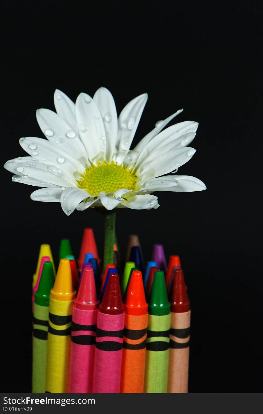 Wet daisy in a cluster of new crayons. Wet daisy in a cluster of new crayons.