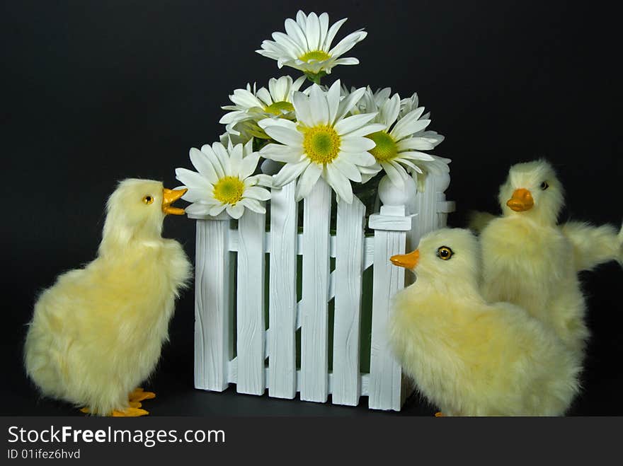 Daisy Ducks