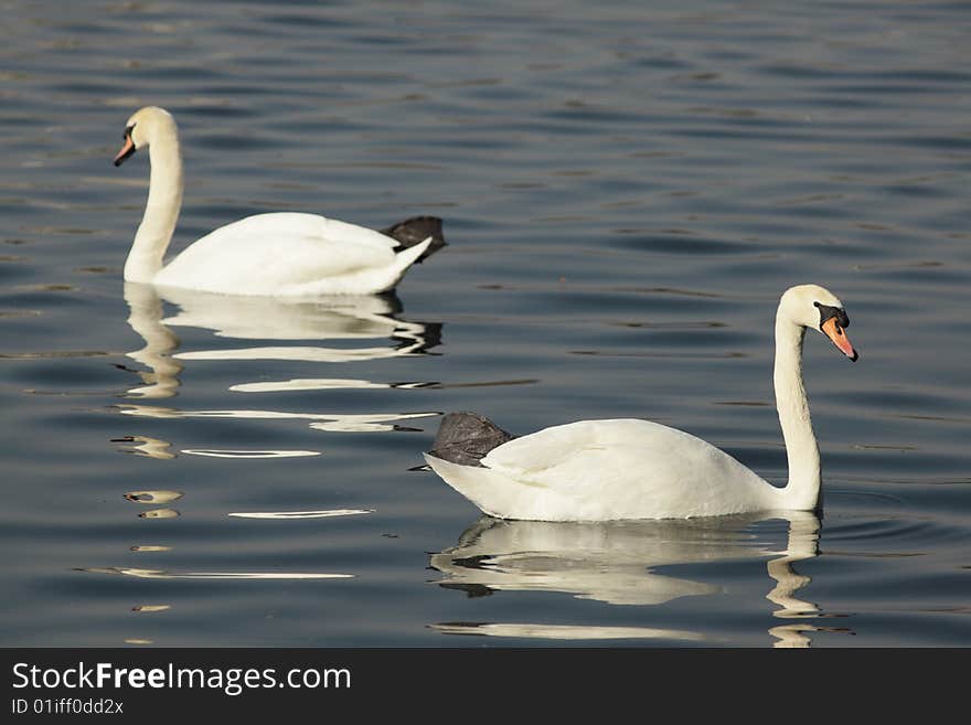 Beautiful pair of swans in the lake