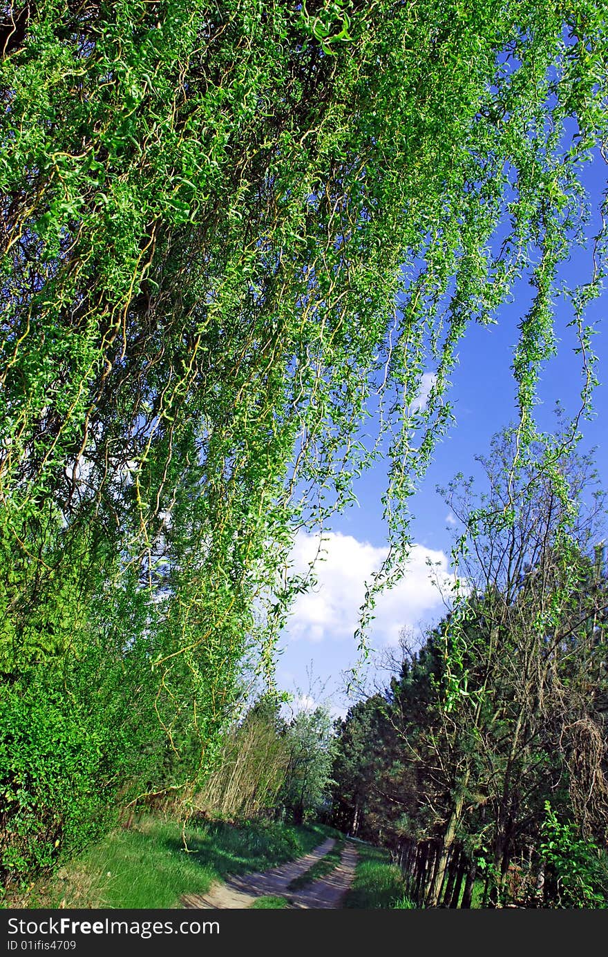 Road through green summer sunny forest, brunch curtain. Road through green summer sunny forest, brunch curtain