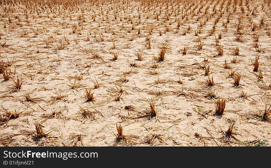 Drought of Rice field-4