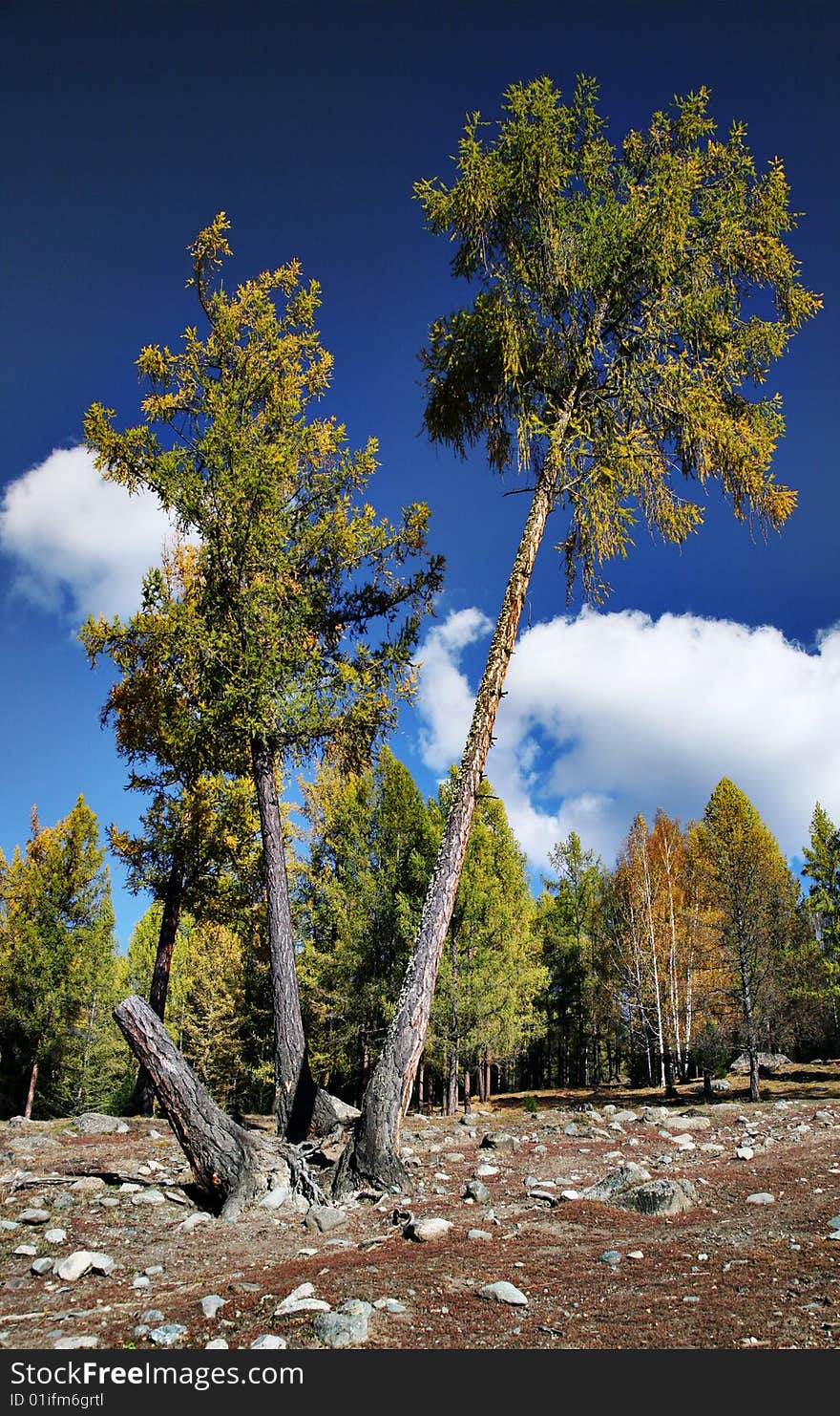 Blue sky with white cloud and trees