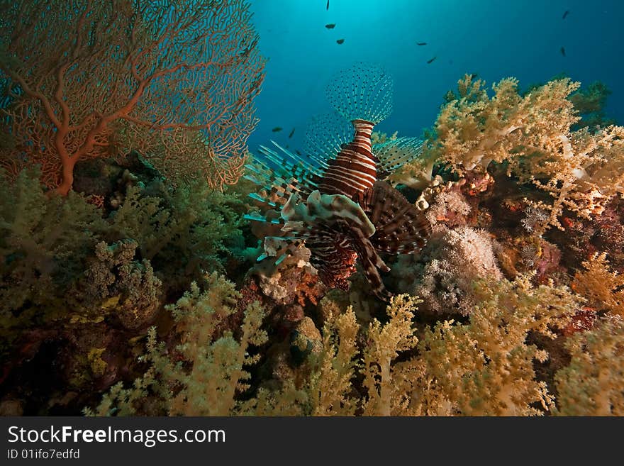 Coral, ocean and fish taken in the red sea.