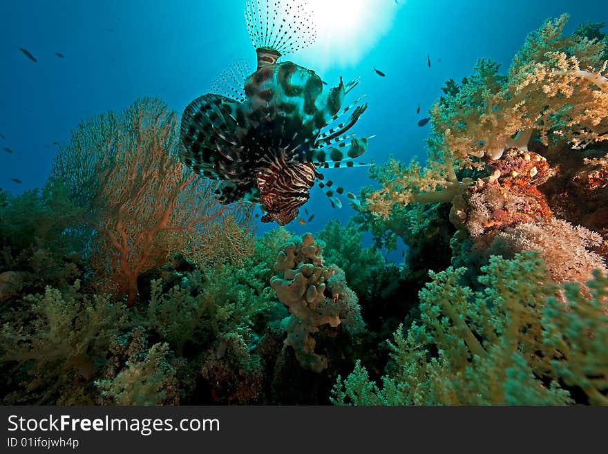 Coral, ocean and fish taken in the red sea.