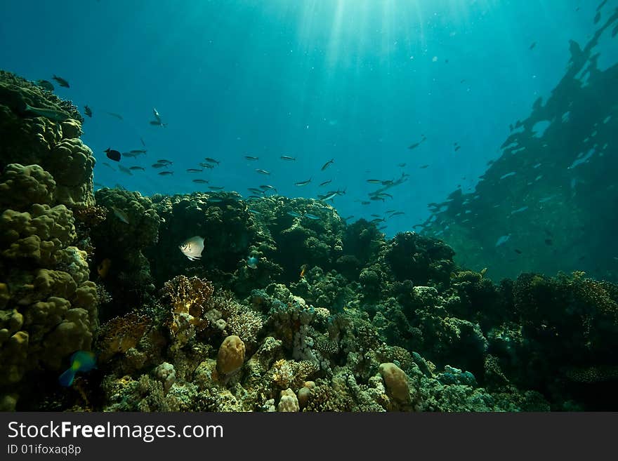 Coral, ocean and fish taken in the red sea.