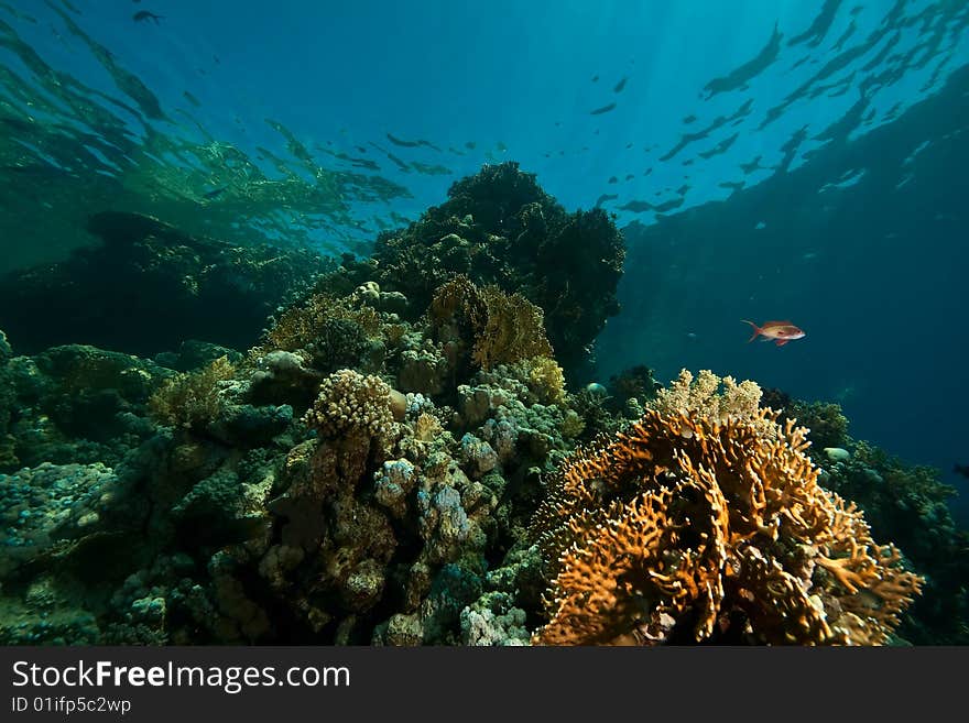 Coral, ocean and fish taken in the red sea.