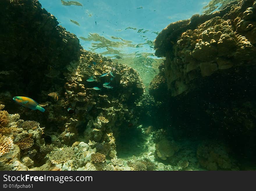 Coral, ocean and fish taken in the red sea.