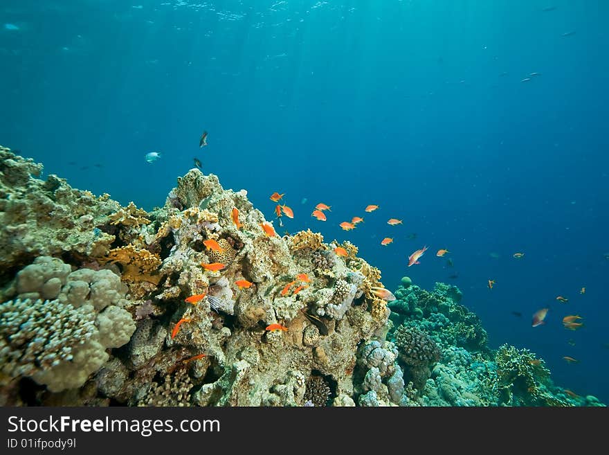 Coral, ocean and fish taken in the red sea.