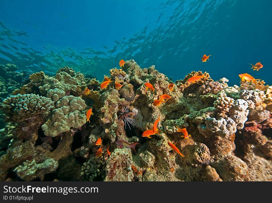 Coral, ocean and fish taken in the red sea.