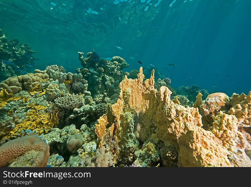 Coral, ocean and fish taken in the red sea.