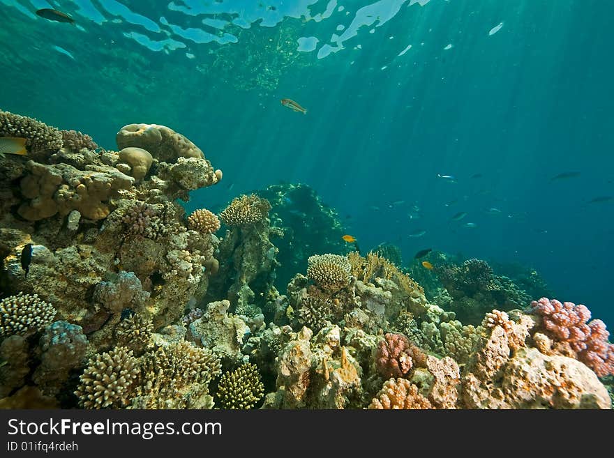 Coral, ocean and fish taken in the red sea.