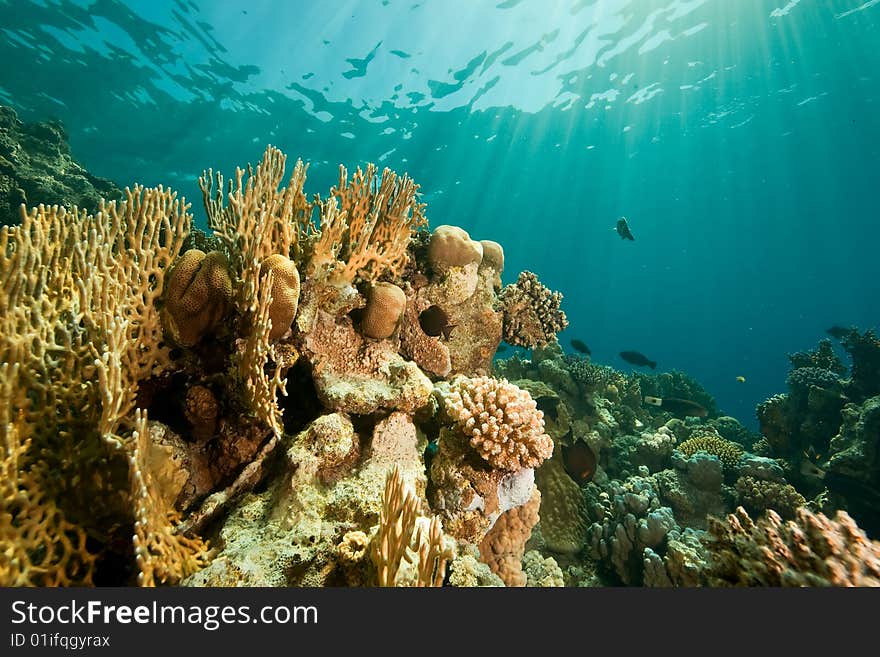 Coral, ocean and fish taken in the red sea.