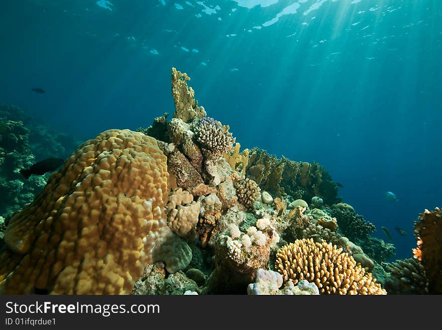 Coral, ocean and fish taken in the red sea.