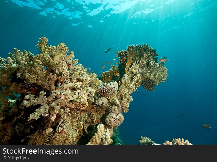 Coral, ocean and fish taken in the red sea.