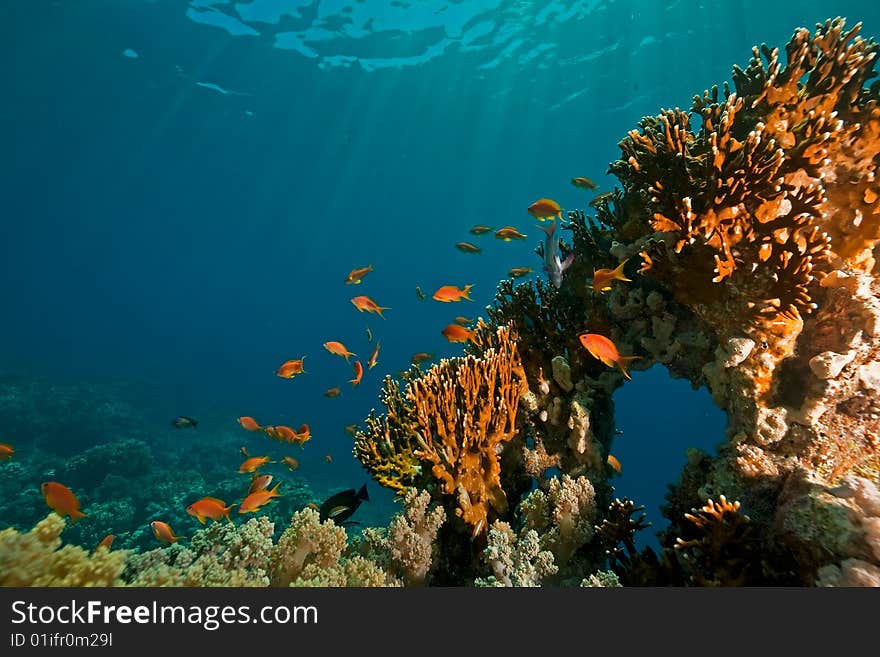 Coral, ocean and fish taken in the red sea.