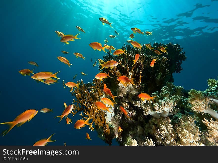 Coral, ocean and fish taken in the red sea.