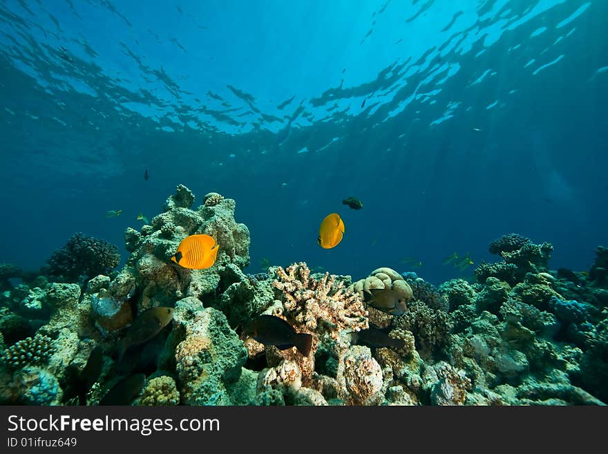 Coral, ocean and fish taken in the red sea.