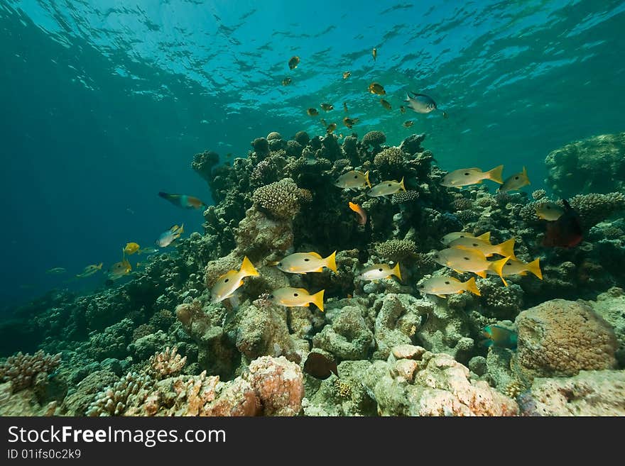 Coral, ocean and fish taken in the red sea.