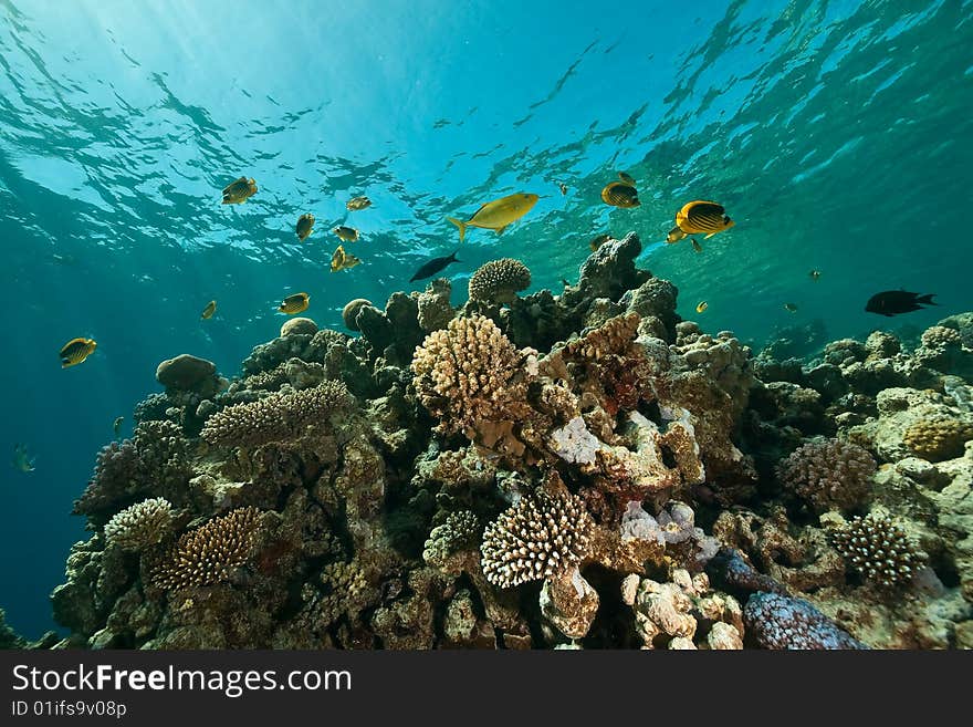 Coral, ocean and fish taken in the red sea.