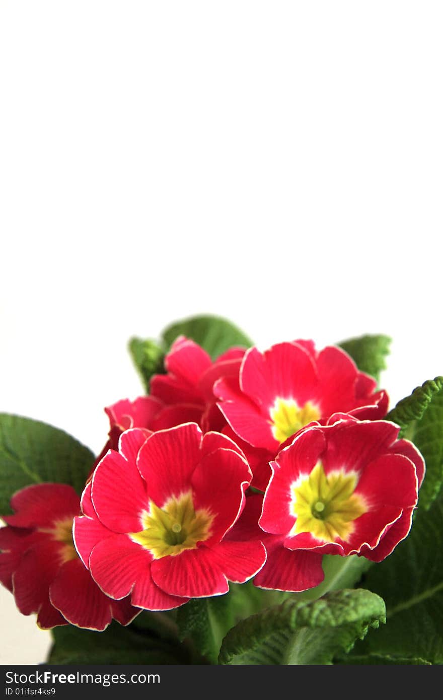 Beautiful Flowers On A White Background