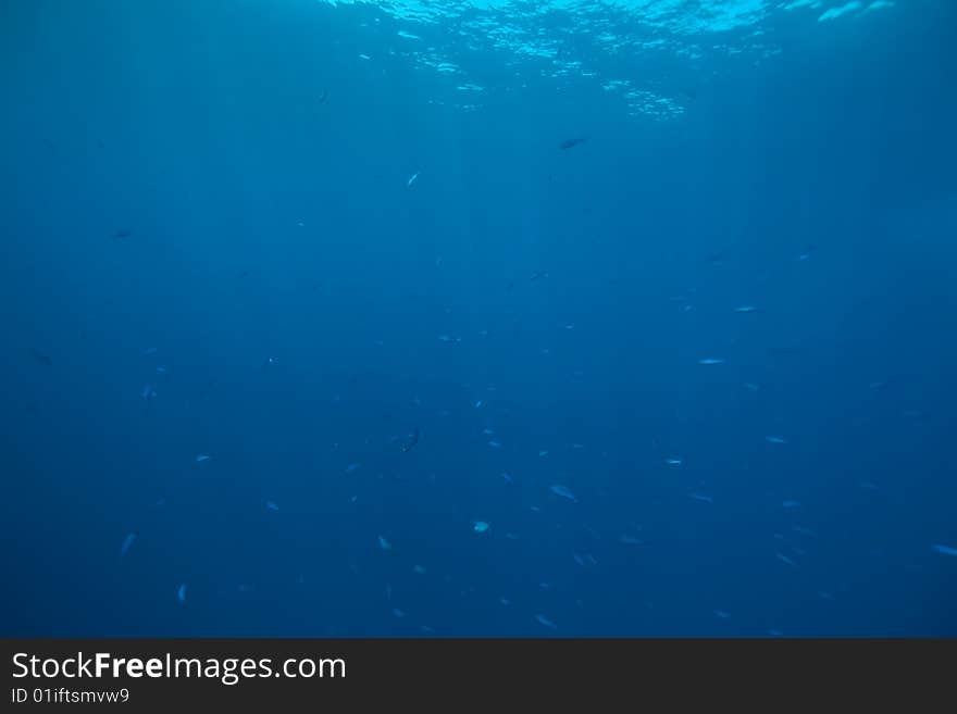 Ocean and fish taken in the red sea.