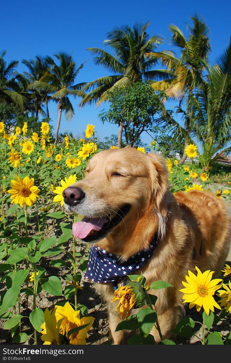 The golden retriever is enjoying the sunlight in sunflower fields. The golden retriever is enjoying the sunlight in sunflower fields