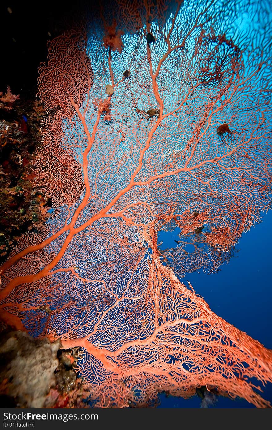 Seafan, ocean and fish taken in the red sea.