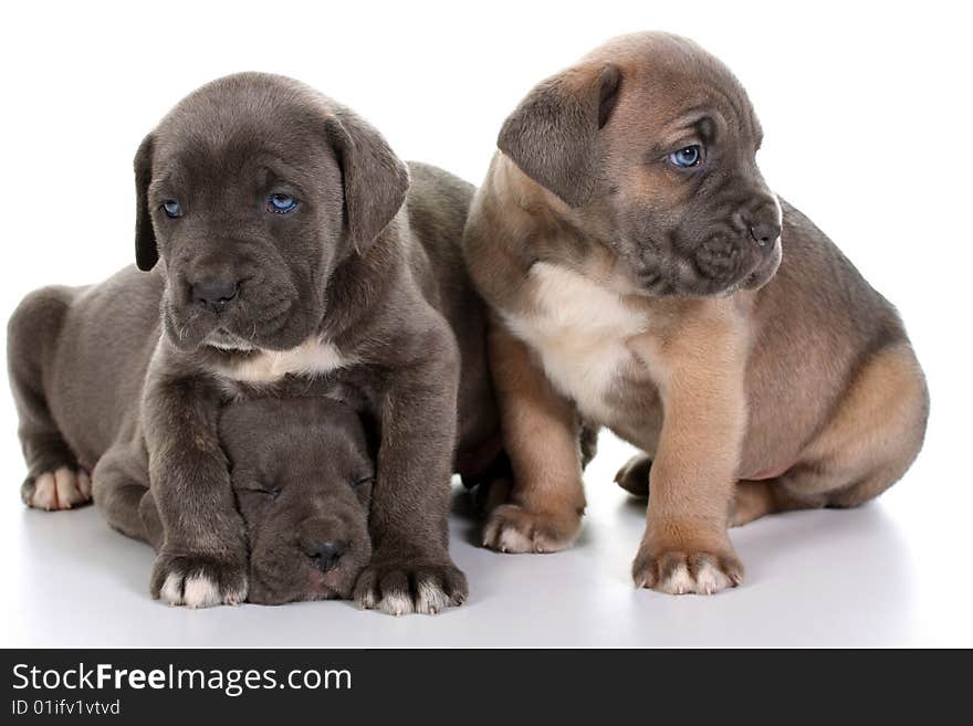 Italian mastiff cane corso