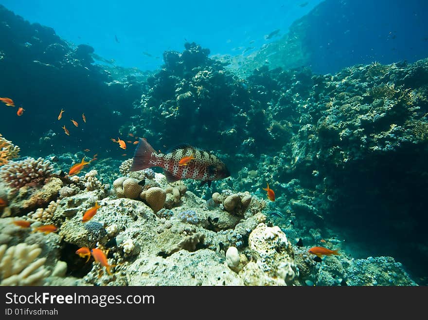 Coral, ocean and fish taken in the red sea.