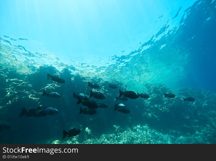 Black and white snappers taken in the red sea.