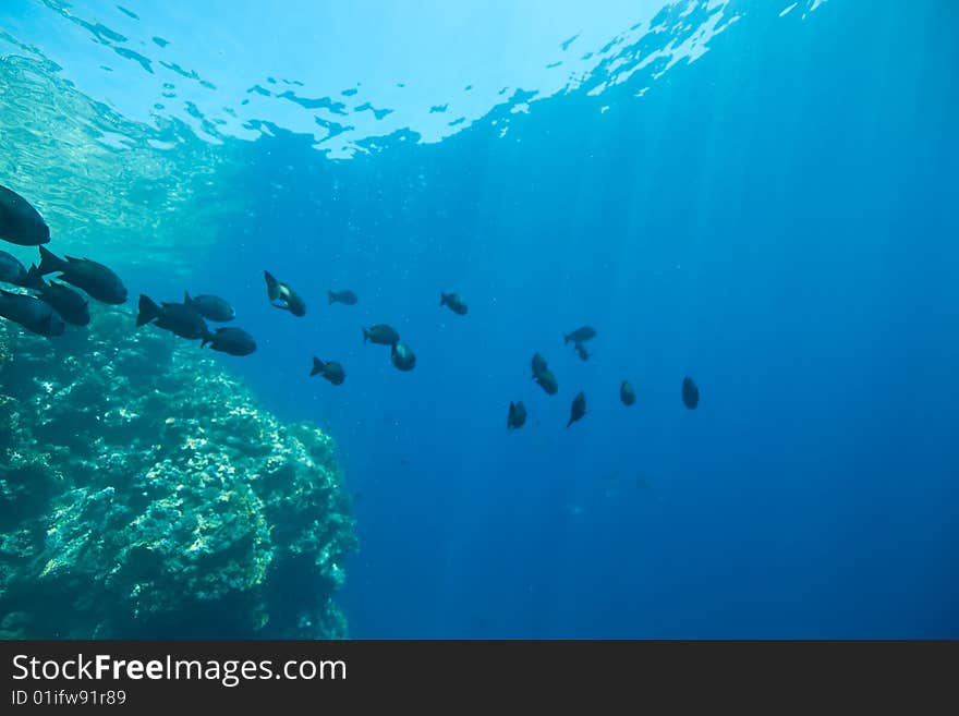 Coral, ocean and fish taken in the red sea.