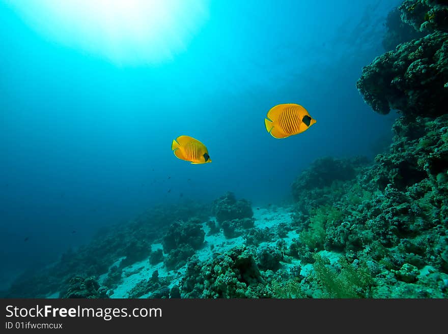 Masked butterflyfish (chaetodon larvatus) taken in the red sea.