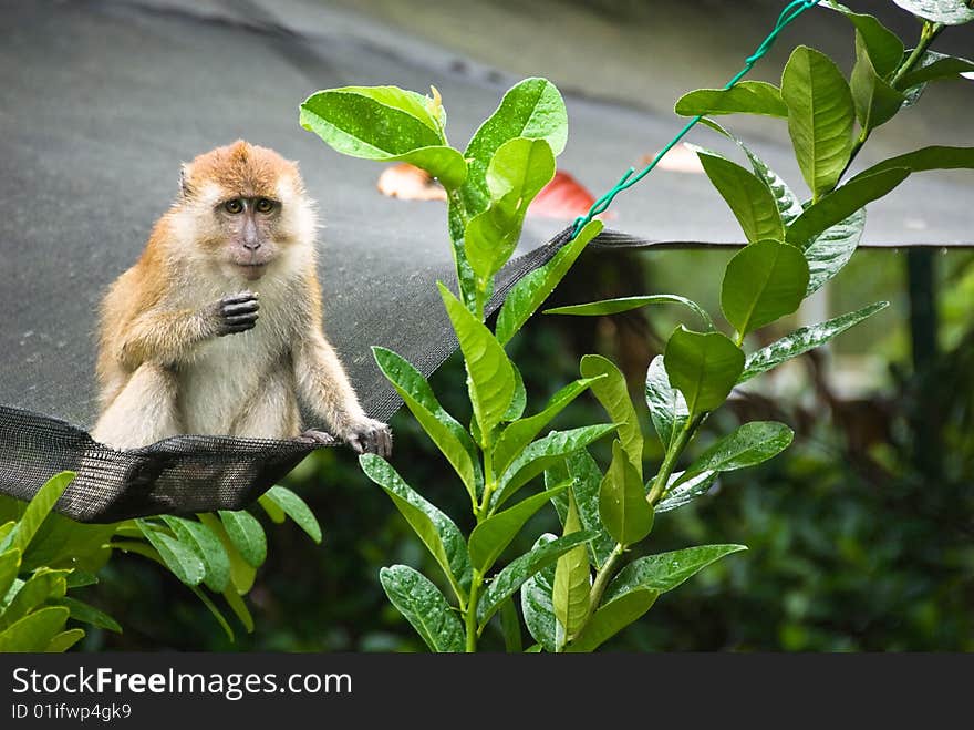 Monkey on top of a net