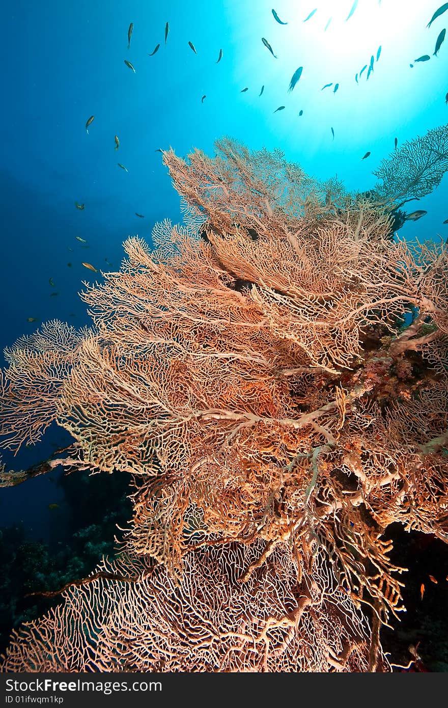 Seafan, ocean and fish taken in the red sea.