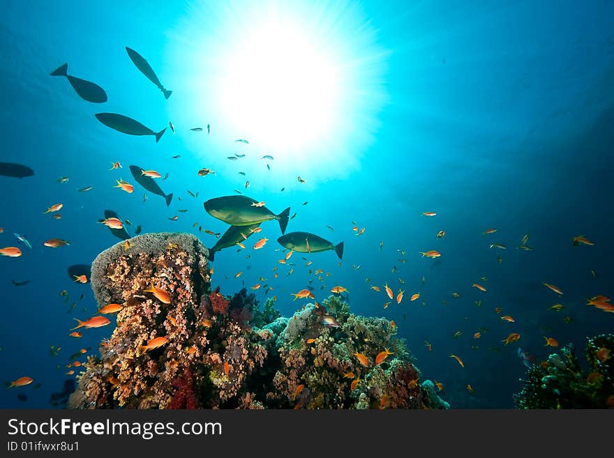 Coral, ocean and fish taken in the red sea.