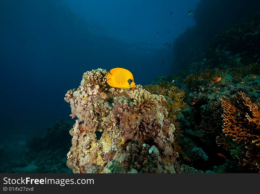 Masked butterflyfish (chaetodon larvatus) taken in the red sea.