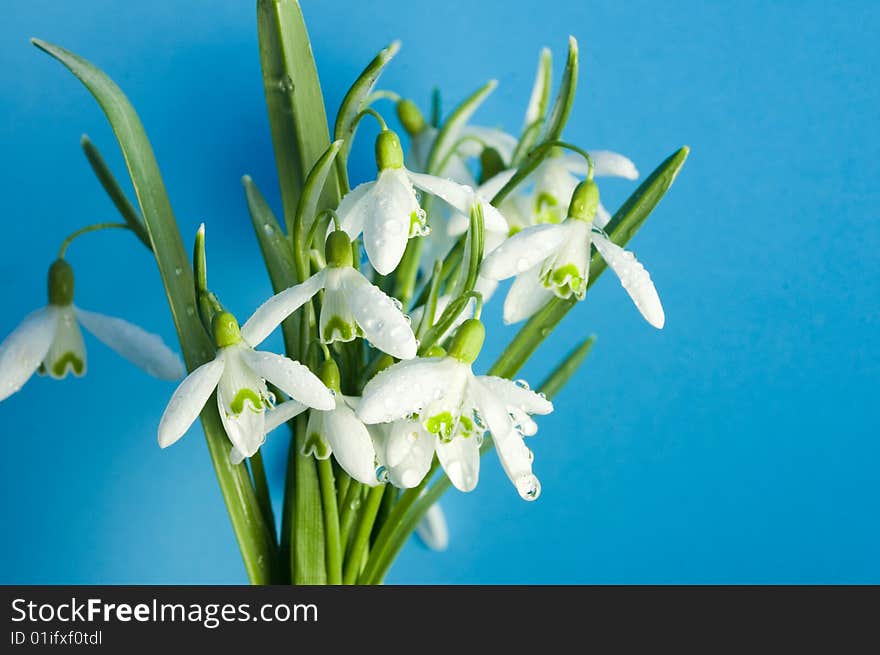 Snowdrops