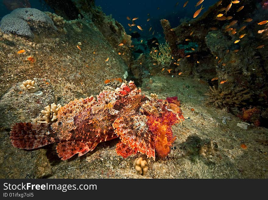 Coral, ocean and fish taken in the red sea.