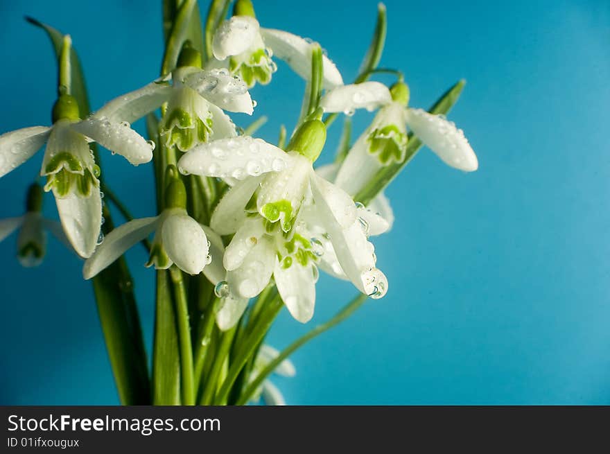 Snowdrops