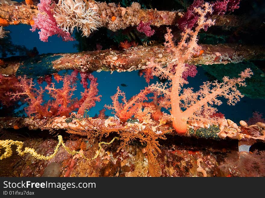 Coral, ocean and fish taken in the red sea.