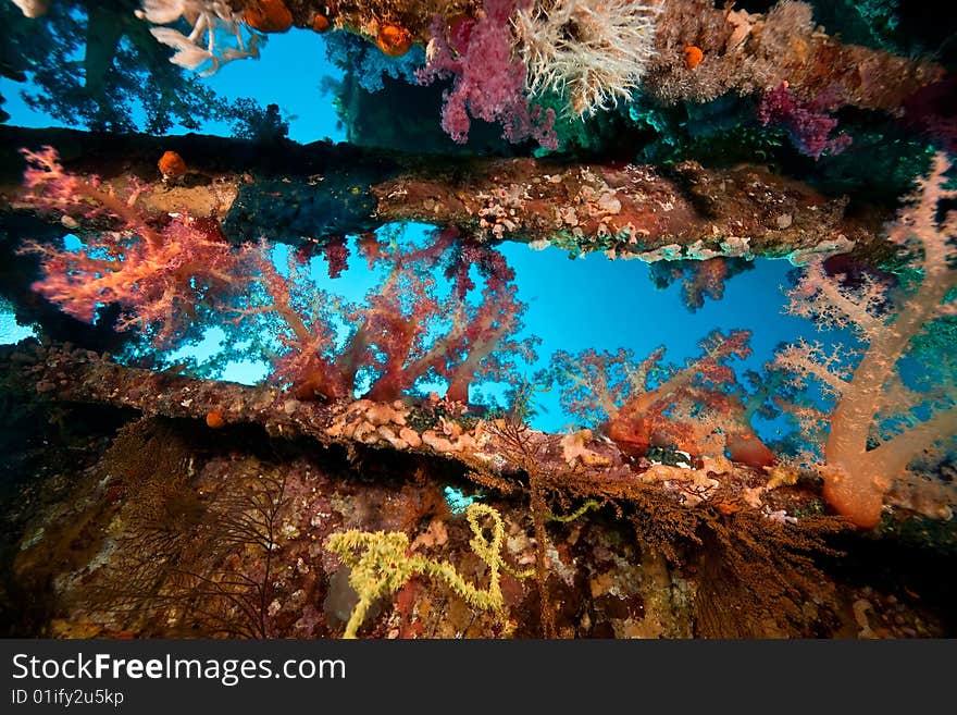 Coral, ocean and fish taken in the red sea.