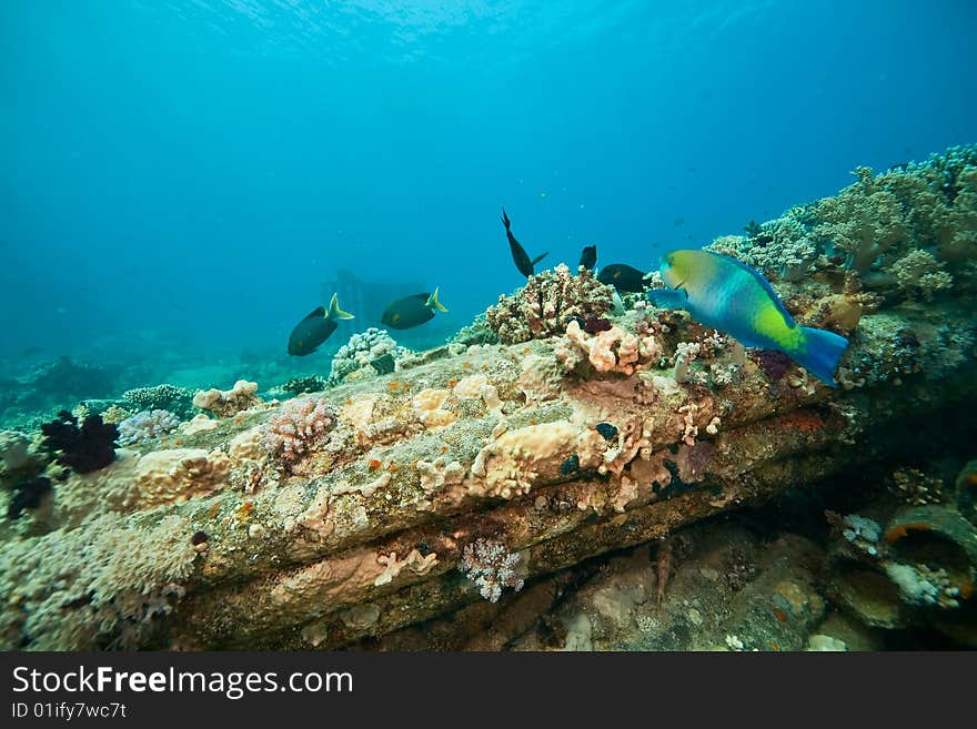 Coral, ocean and fish taken in the red sea.