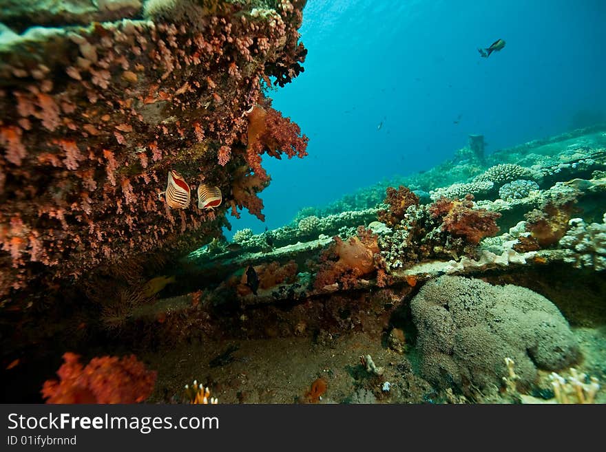 Coral, ocean and fish taken in the red sea.